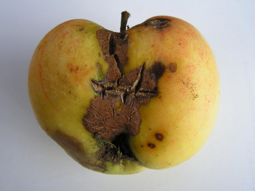 parch jabłoni - objawy choroby